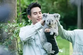 王凯“熊抱”考拉 王嘉尔比萌：为什么它比我还可爱？图片