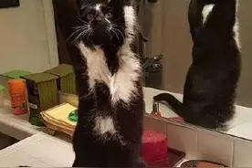 国外一只猫咪平时总爱摆出投降的姿势，原来是在向主人求抱抱！图片