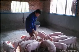 养猪40年经验总结顺口溜：病症顺口溜之丹毒？图片