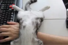 20 只技能点爆表的猫咪，看得我都羞愧了图片