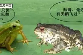 青蛙和癞蛤蟆的区别图片