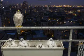 打开窗帘却看到游隼飞来露台下蛋，变成了难忘的珍贵回忆！图片