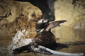 任性海狮妈妈贪玩弃娃 饲养员又当爹来又当妈图片