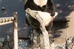 搞笑GIF：这是谁做的，简直太搞笑了！不说了让我笑会..图片