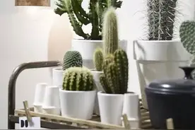 一组仙人掌盆栽，请欣赏！图片