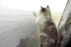 宝宝 是梦见妞了吗图片