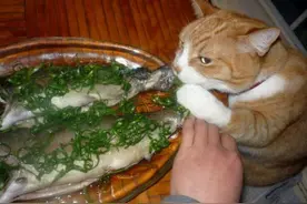 一只喵偷吃清蒸鱼被抓个正着后，面对主人的驱赶却面露凶相图片