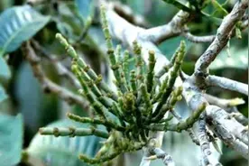 螃蟹脚的简介图片