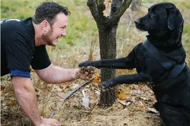 拉布拉多犬经过主人这样训练后，为他带来了源源不断的财富！图片