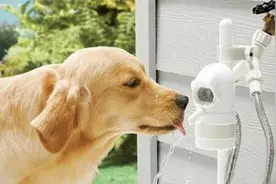 家中的宠物狗狗不喜欢喝水是怎么回事？该怎样让爱犬喝水呢？图片