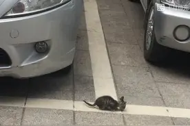 濮阳网友街上拍到的一只小猫咪！图片