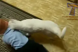 喵星人这样逗宝宝  孩子妈知道吗图片