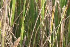 水稻白穗发生原因（完全版）图片