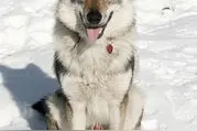 狼与犬完美结合的犬种—捷克狼犬，也是排名世界第一的最贵的犬图片