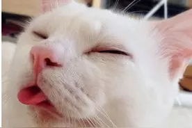 你见过这么有爱的汪星人和喵星人吗图片