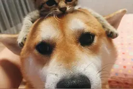 柴犬与小猫从陌生到熟悉全过程，治愈感满点图片