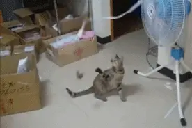 主人忙，没时间陪爱猫玩，于是自制了个全自动的逗猫，看那猫~图片