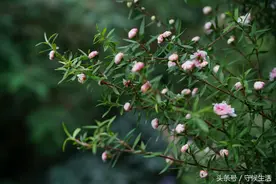 偶遇松红梅图片