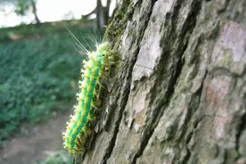 看到这些恶心的毛毛虫，真心不爱，不过最后一个别看错了！图片