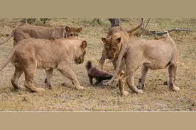 蜜獾混入狮群险被吃，急中生智钻空子逃脱图片