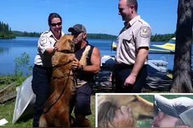 狗狗被急流冲走历经死劫，奇迹在野外存活十天图片