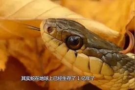 蛇为啥会经常吐信子，还会来回摆动自己的舌头？实验结论得出答案