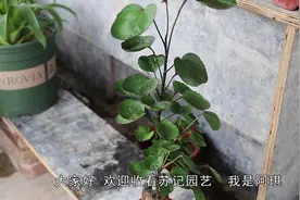 种植福禄桐用花生壳，根系发达，枝繁叶茂节节高