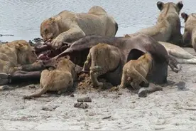 群狮钻进水牛尸体吃肉，不顾溅出的屎，出来后竟被一群大象围攻图片