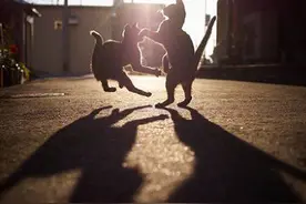 一位摄影师镜头下的猫咪黄昏打架。。这架打的真唯美。。。图片