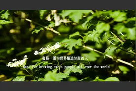 老蜂农：蜂蜜那些不为人知的秘密！图片