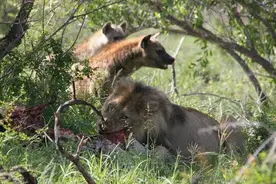 一群鬣狗抢夺食物还打算活吃雄狮，还真以为自己了不起了！图片