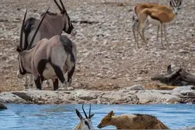 狼群围攻藏羚羊，藏羚羊不反抗反而伸出脖子让狼咬，死了也是自找图片
