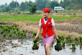 这样插秧我一点都不累！图片