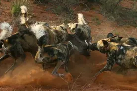 野狗群残忍捕杀疣猪，活埋还是小事，硬生生把疣猪脑袋咬了下来图片