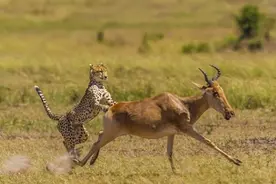 猎豹与羚羊大战，坚持了没十几分钟，猎豹的体力就不行了图片
