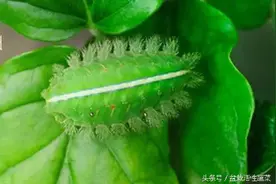 农村被洋辣子蛰后，不要惊慌离开，有种办法可马上止痛驱痒图片