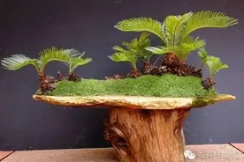 百年难得一见的铁树开花，种子用来干嘛？图片