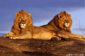 草原之王狮子为什么在中国被用来看大门图片