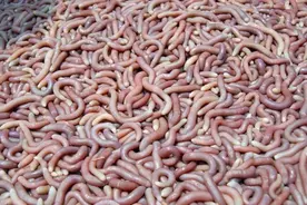 比鲍鱼还更有味，沙虫粥你吃过吗？图片