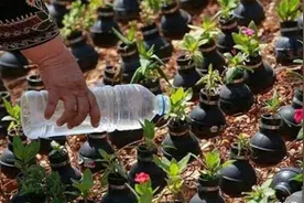 老人用手榴弹的壳做种花,想用这样的方式呼唤和平图片