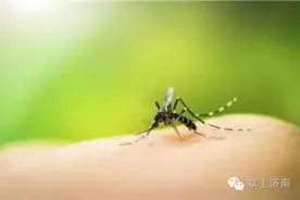 济南检出首例登革热病例 以后出去玩一定要注意这些。。。图片