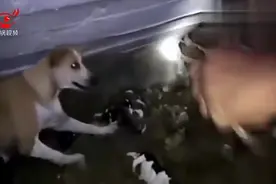 眼镜蛇闯入狗窝中，咬死一窝4只狗崽，狗妈妈发怒报仇