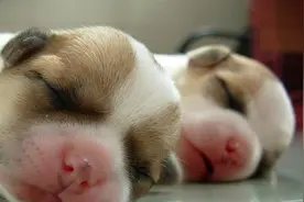 狗中精灵吉娃娃性格怪异，那么影响吉娃娃性格的因素有哪些？图片