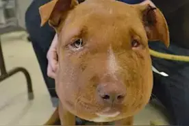 狗狗在遗弃之前遭受到虐待，脖子被绑得太紧变成猪头图片