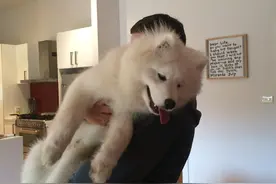 超可爱的萨摩耶犬，是想把其它动物都逼到走投无路吗图片