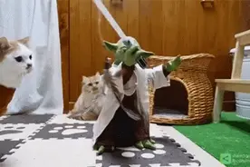 城里人真会玩，这么神经病的逗猫方式看看都醉了图片