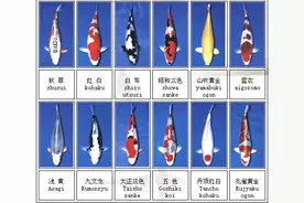 笑谈锦鲤分类和筛选图片