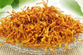 金虫草和冬虫夏草一样吗图片