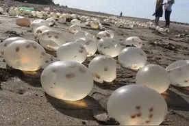 这片海滩布满了透明的水晶球，这生物的孵化方式真特别图片