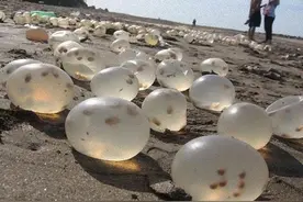 这片海滩布满了透明的水晶球，这生物的孵化方式真特别图片